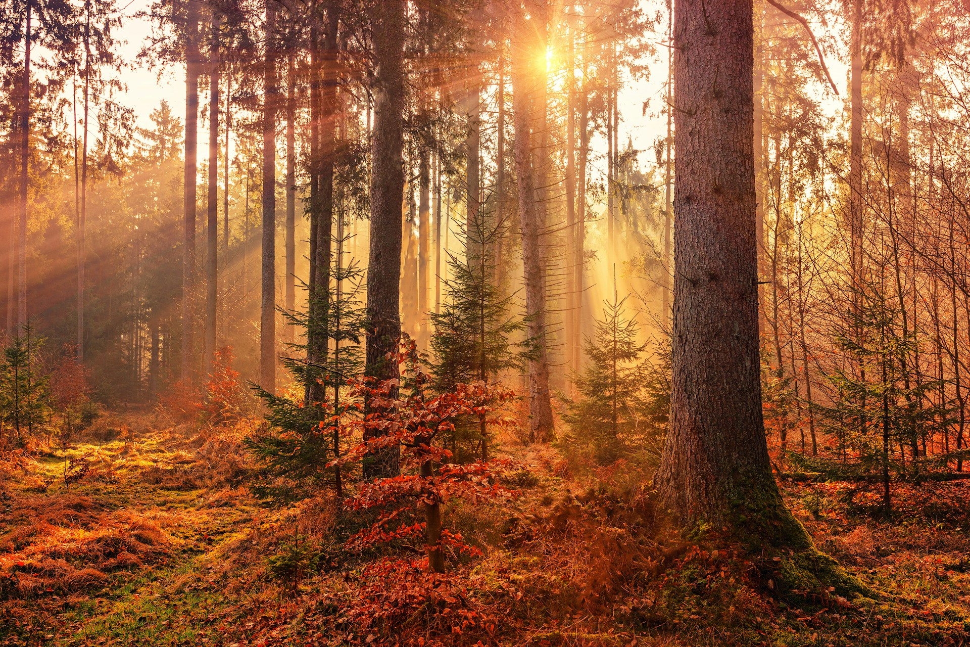 Forest Heat Sunbeam