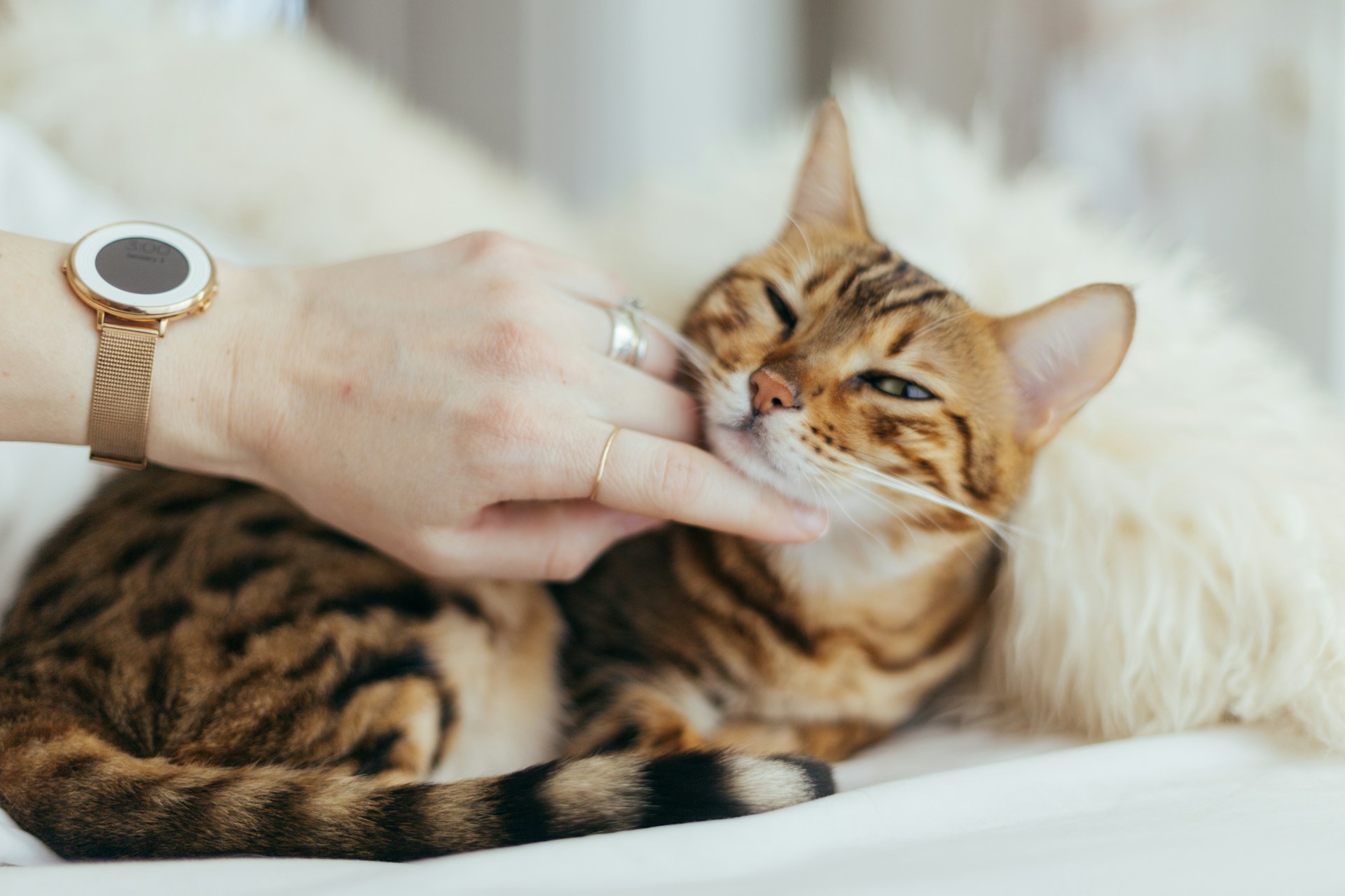 Person Holding Cat Unsplash