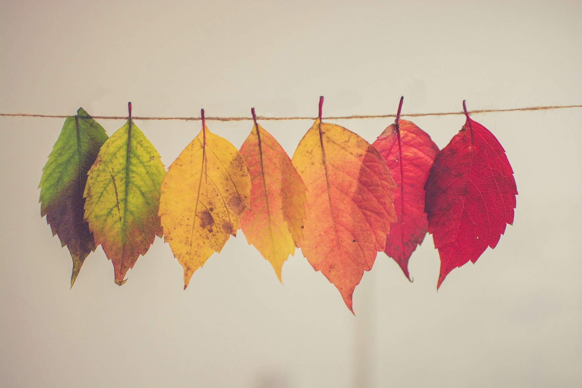 Leaves turning color and change happening slowly