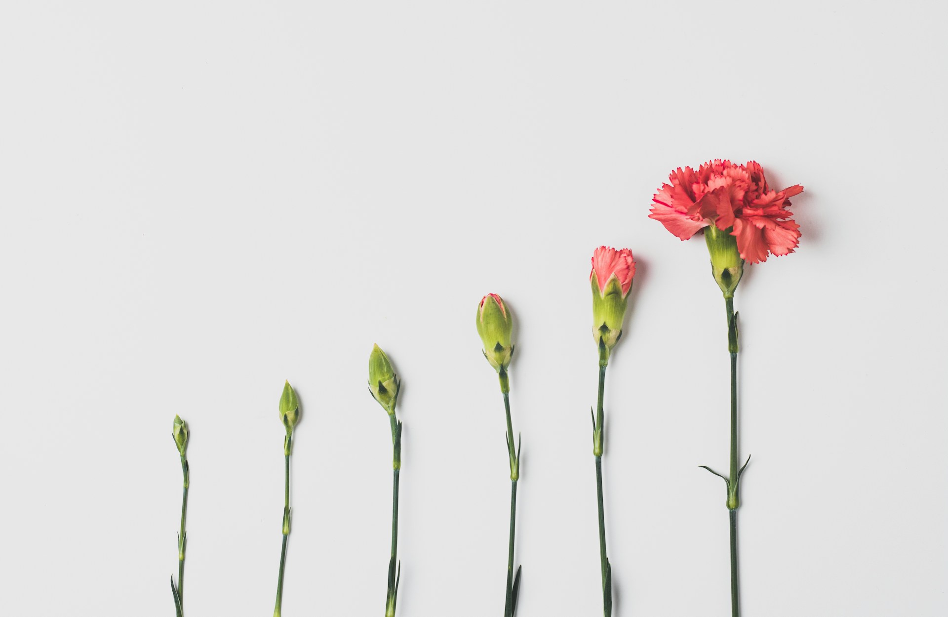 Transformation, flower growing steadily